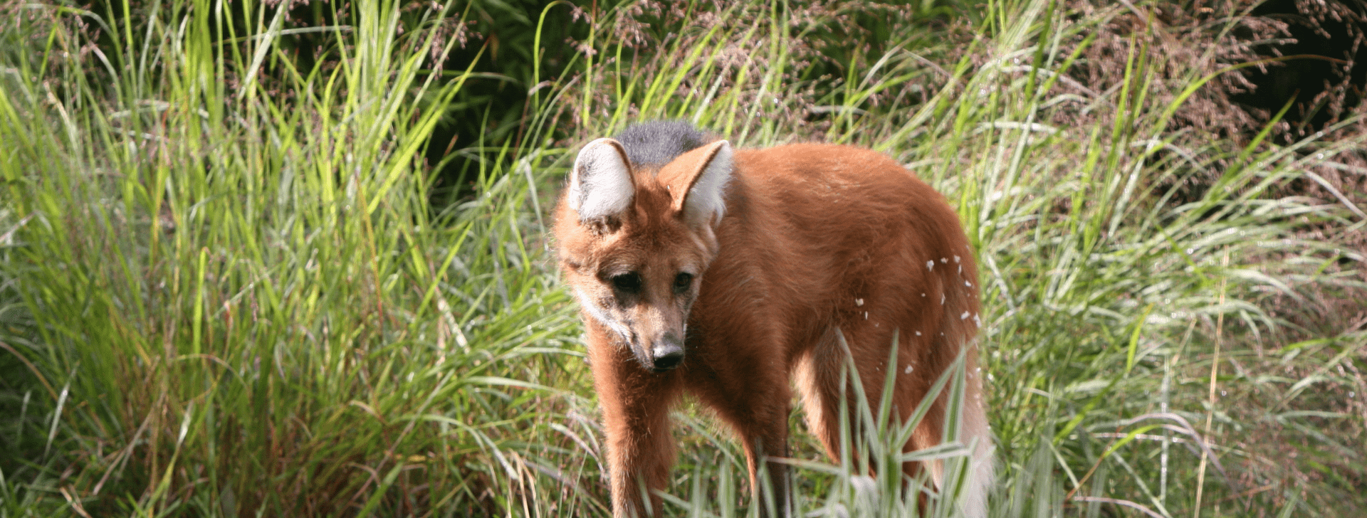 Loup à crinière