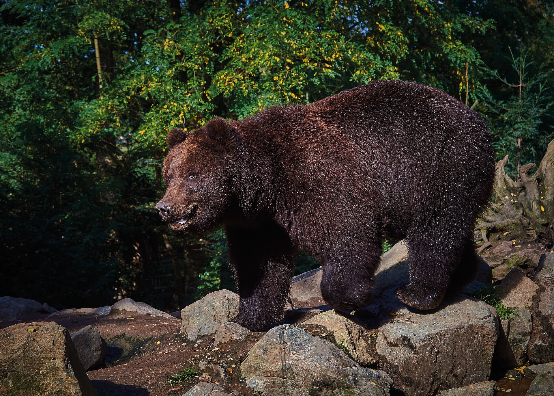 Grizzly du Kamchatka