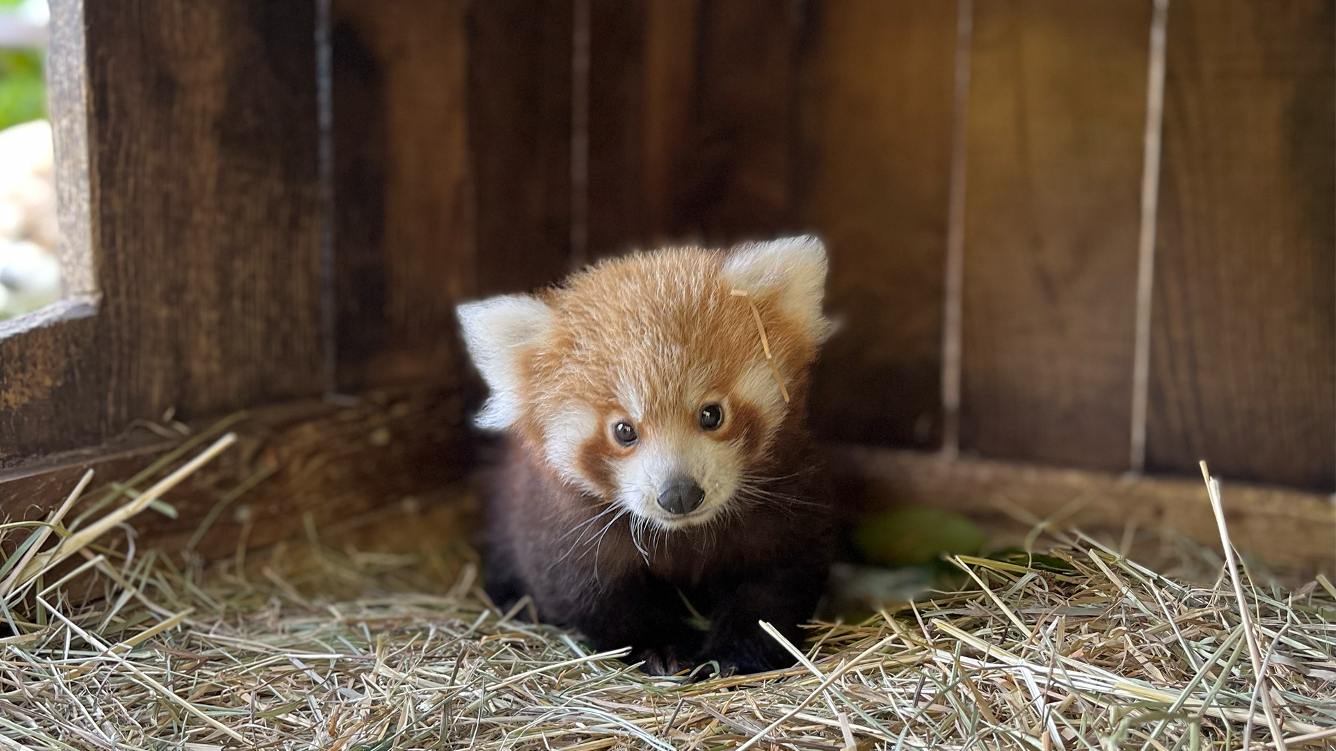 Zoo de la Flèche  Naissance exceptionnelle : un bébé panda roux !