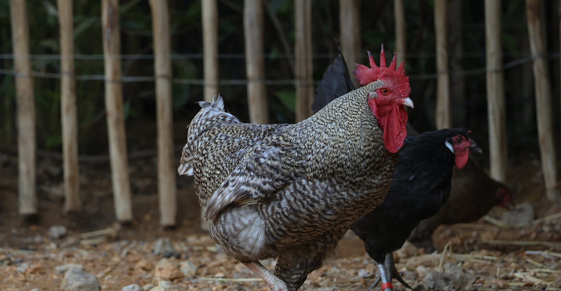Poules domestiques