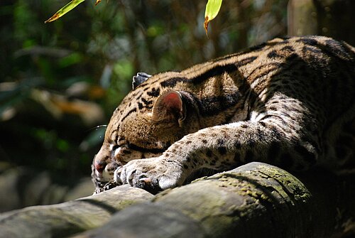 Ocelot