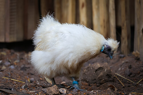 Poules domestiques