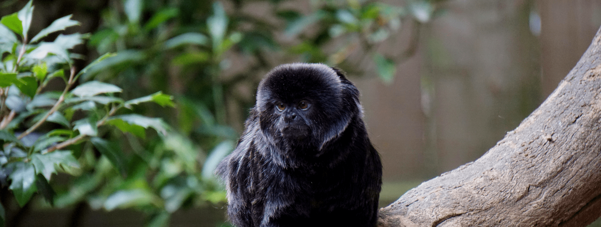 Tamarin de goeldi