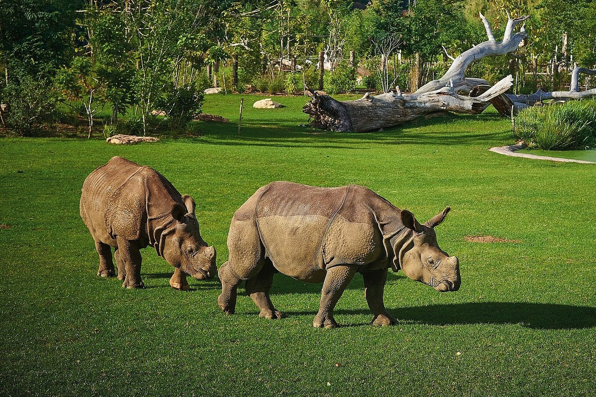 Rhinocéros indien