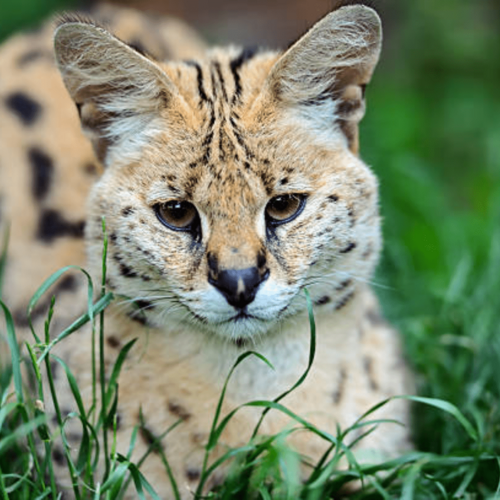 Serval