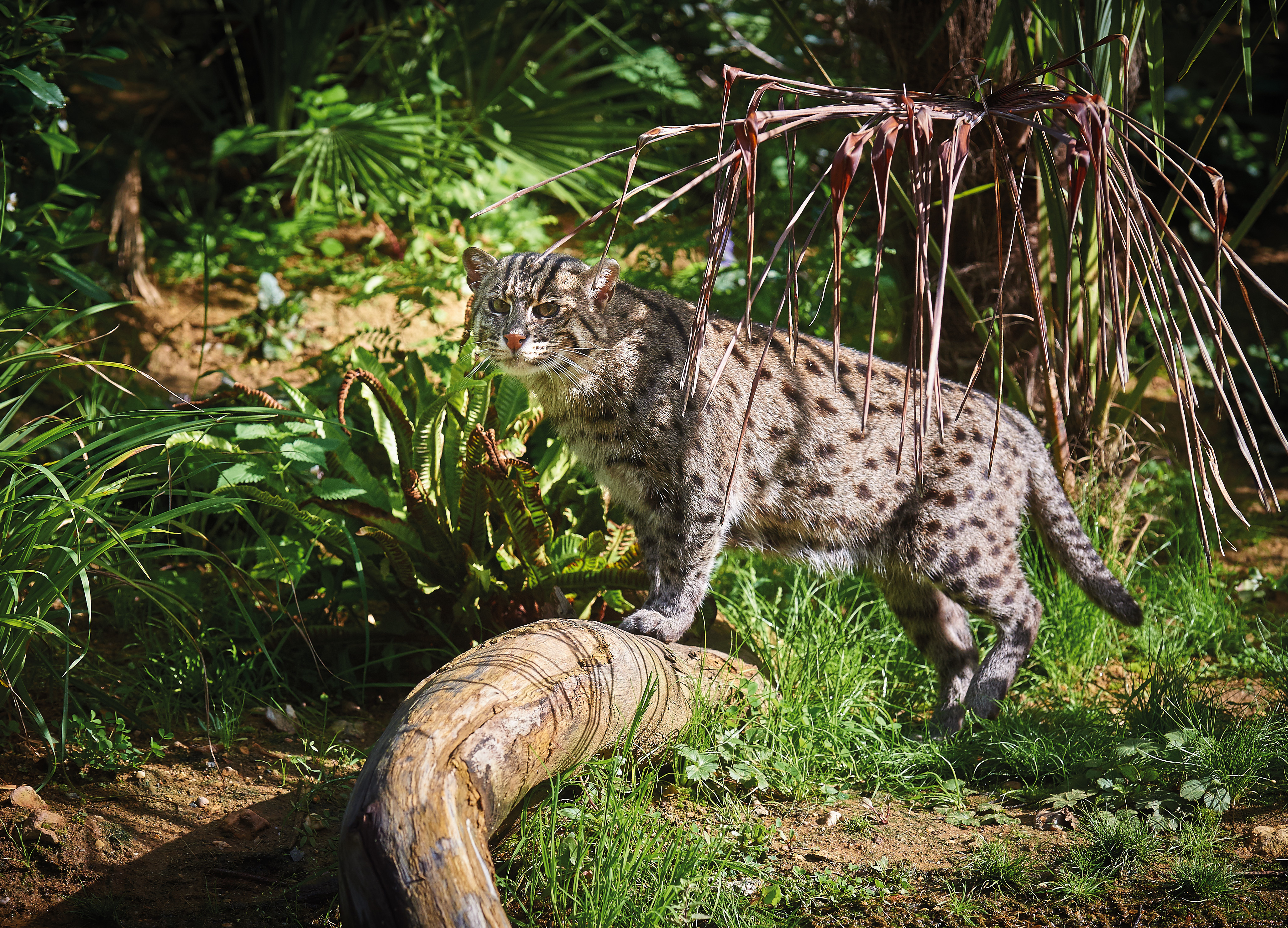 Chat pêcheur