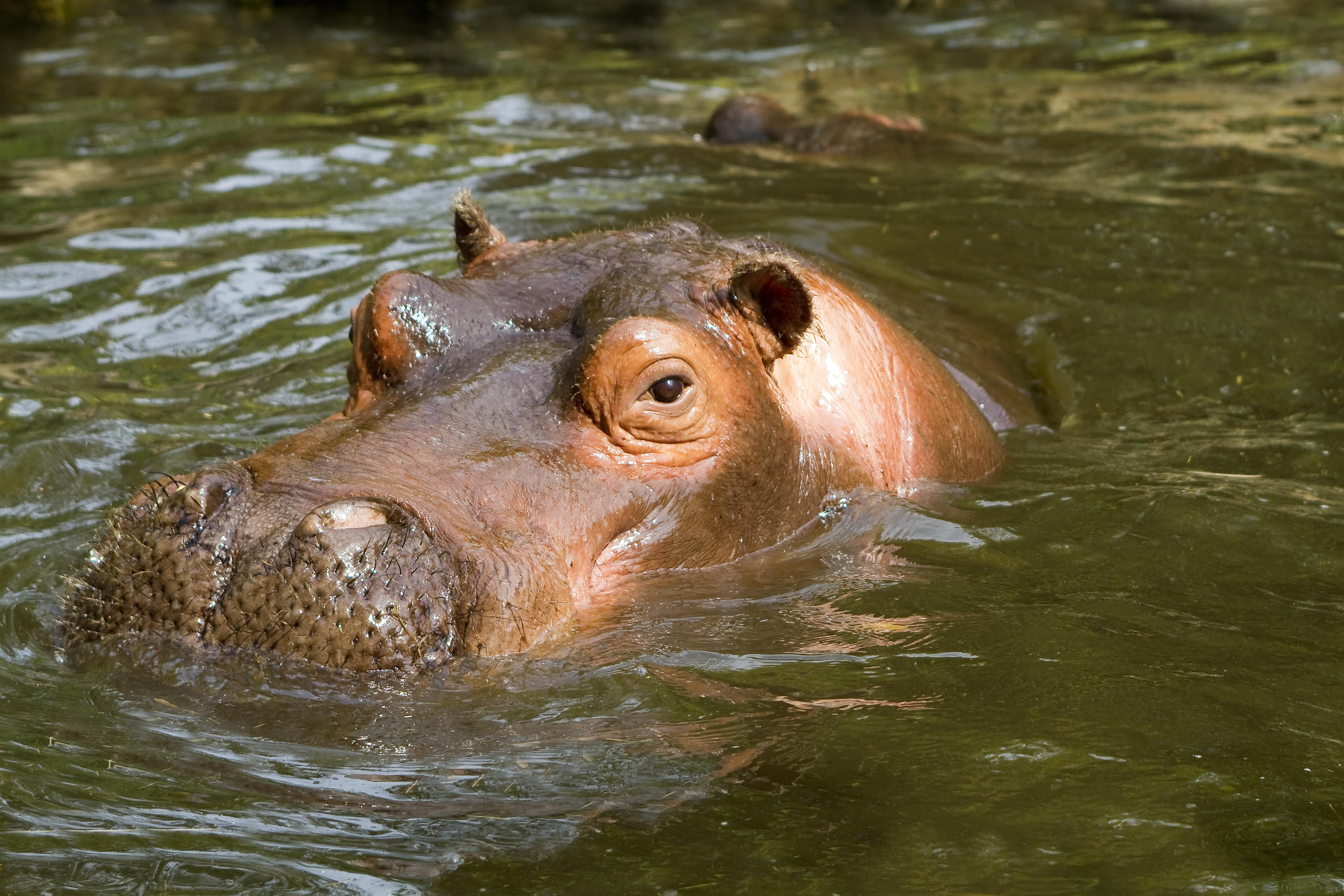 11h45 Goûter des hippopotames