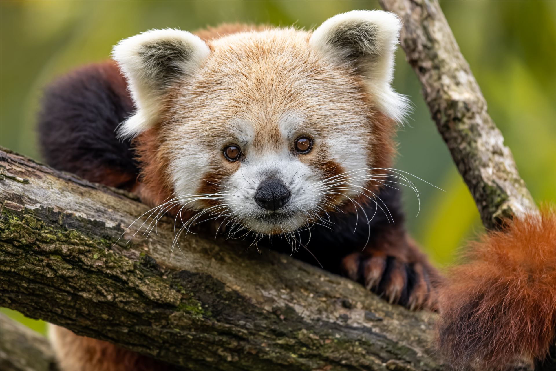 11h45 Découverte des pandas roux