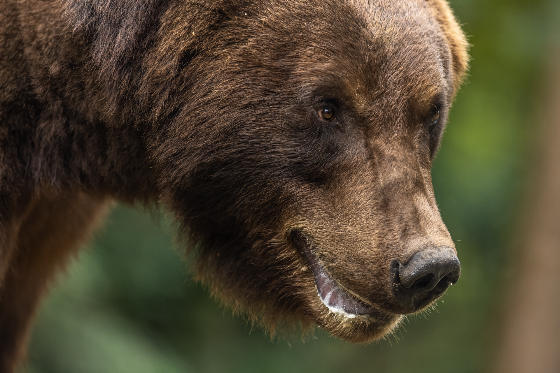 14h30 Goûter des ours Grizzlys