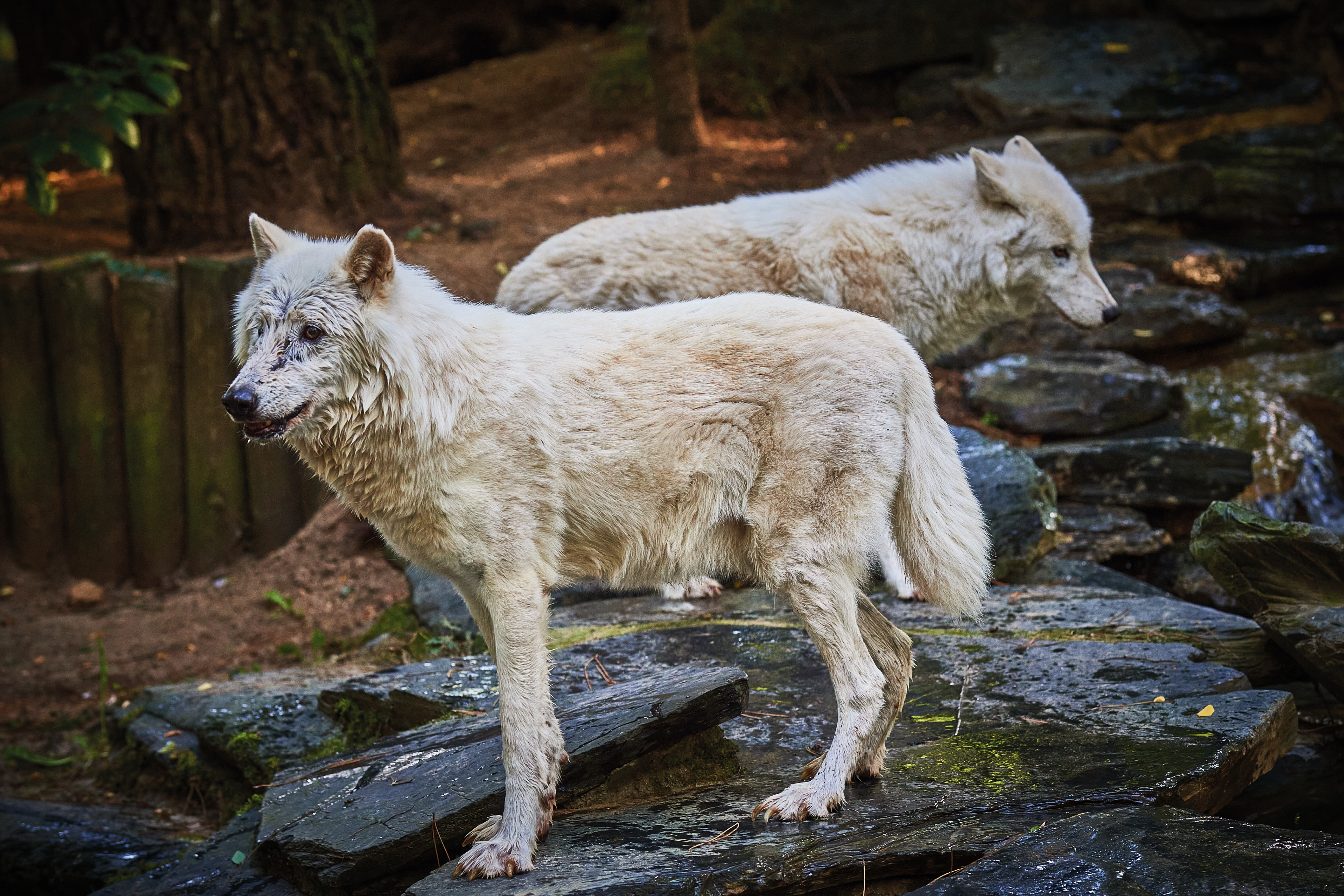 16h30 La vie des loups arctiques