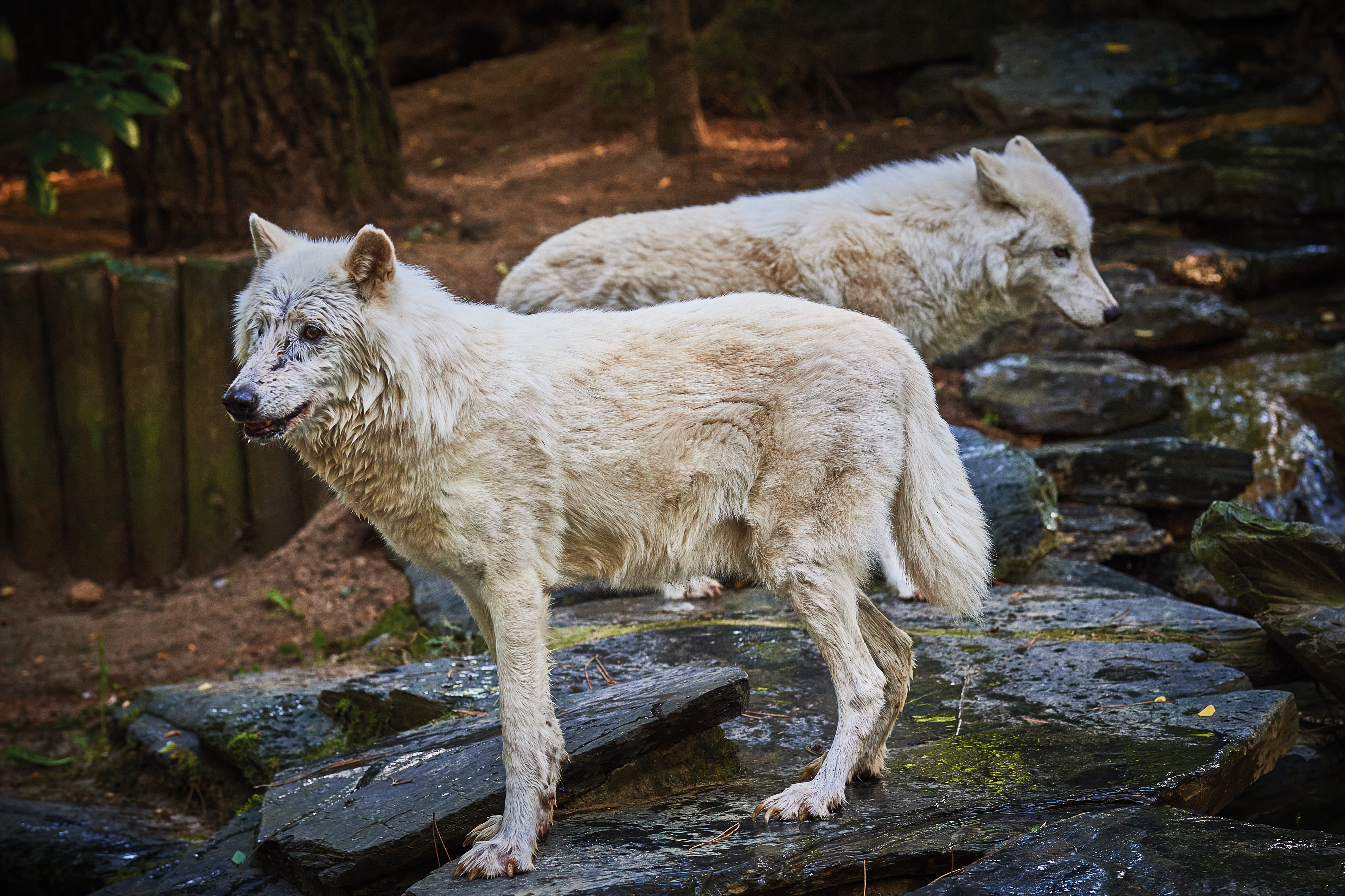 17h15 La vie des loups arctiques