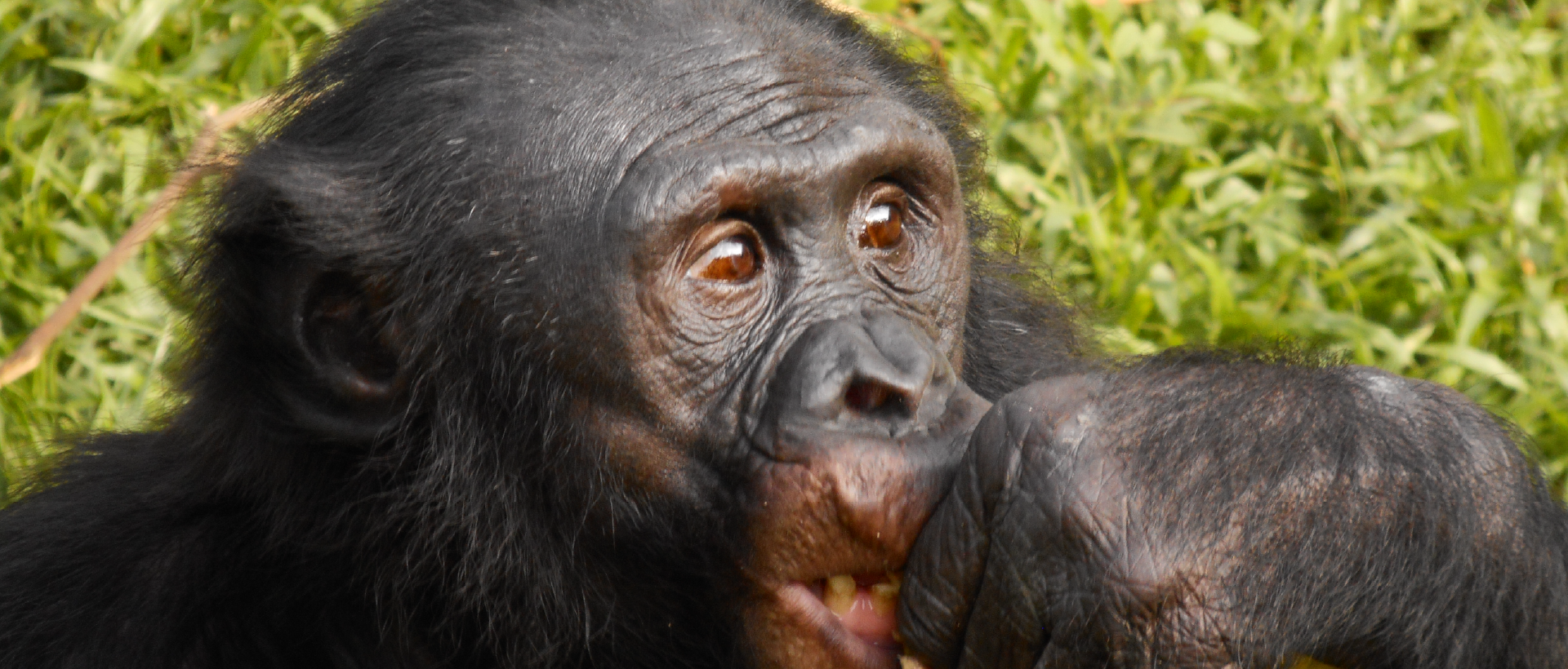chez les bonobos