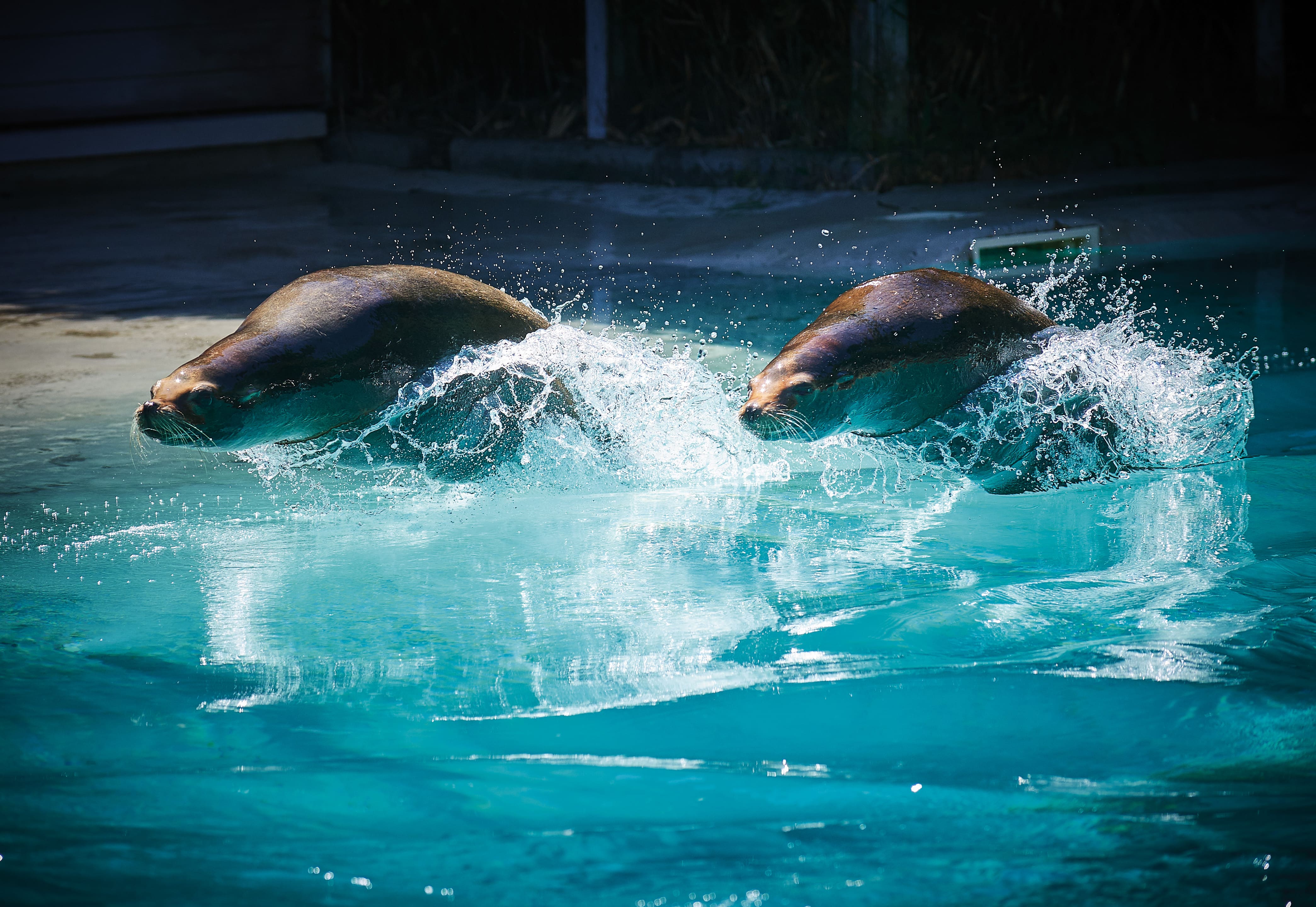 Présentation pédagogique des Otaries de Californie