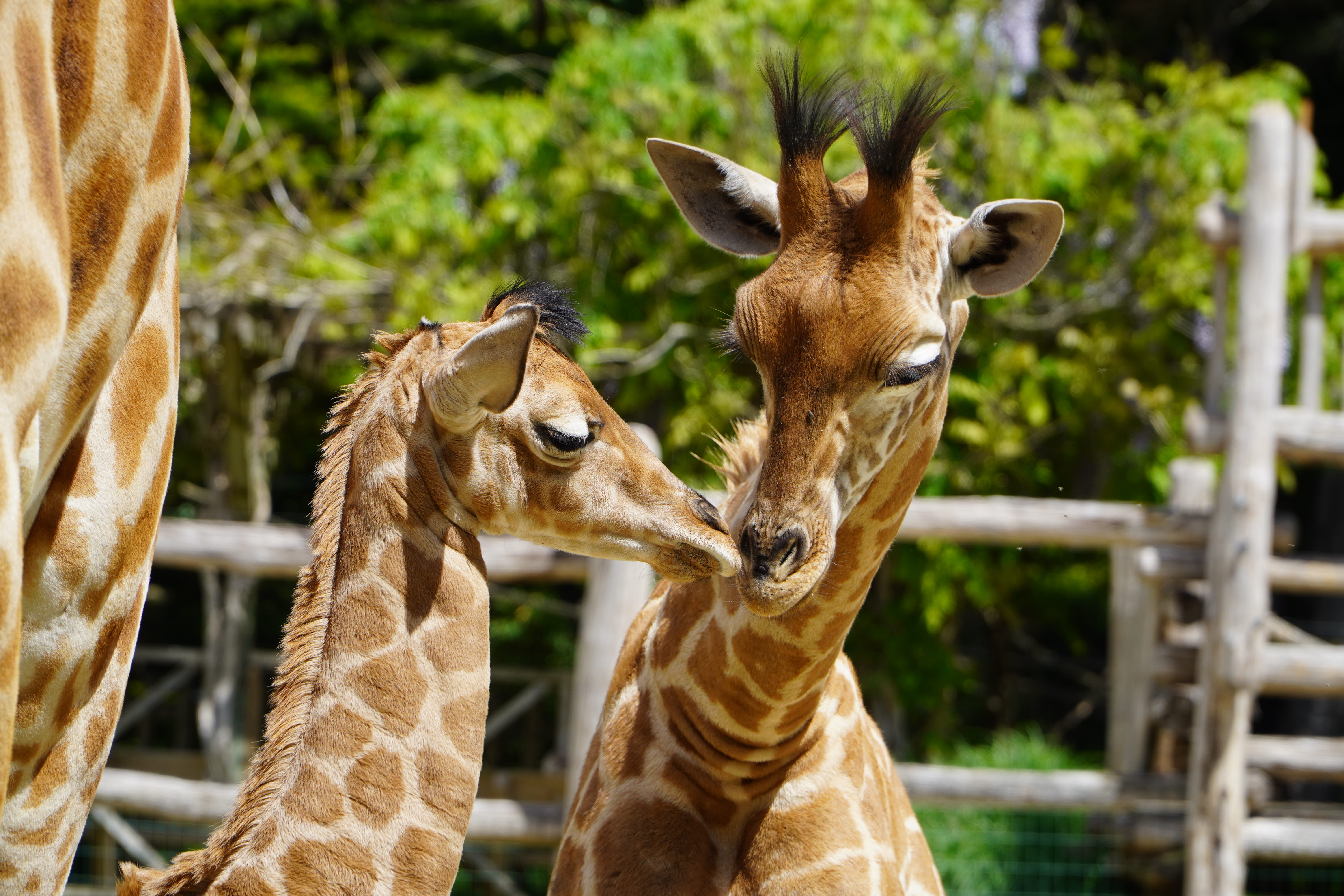 Goûter des girafes