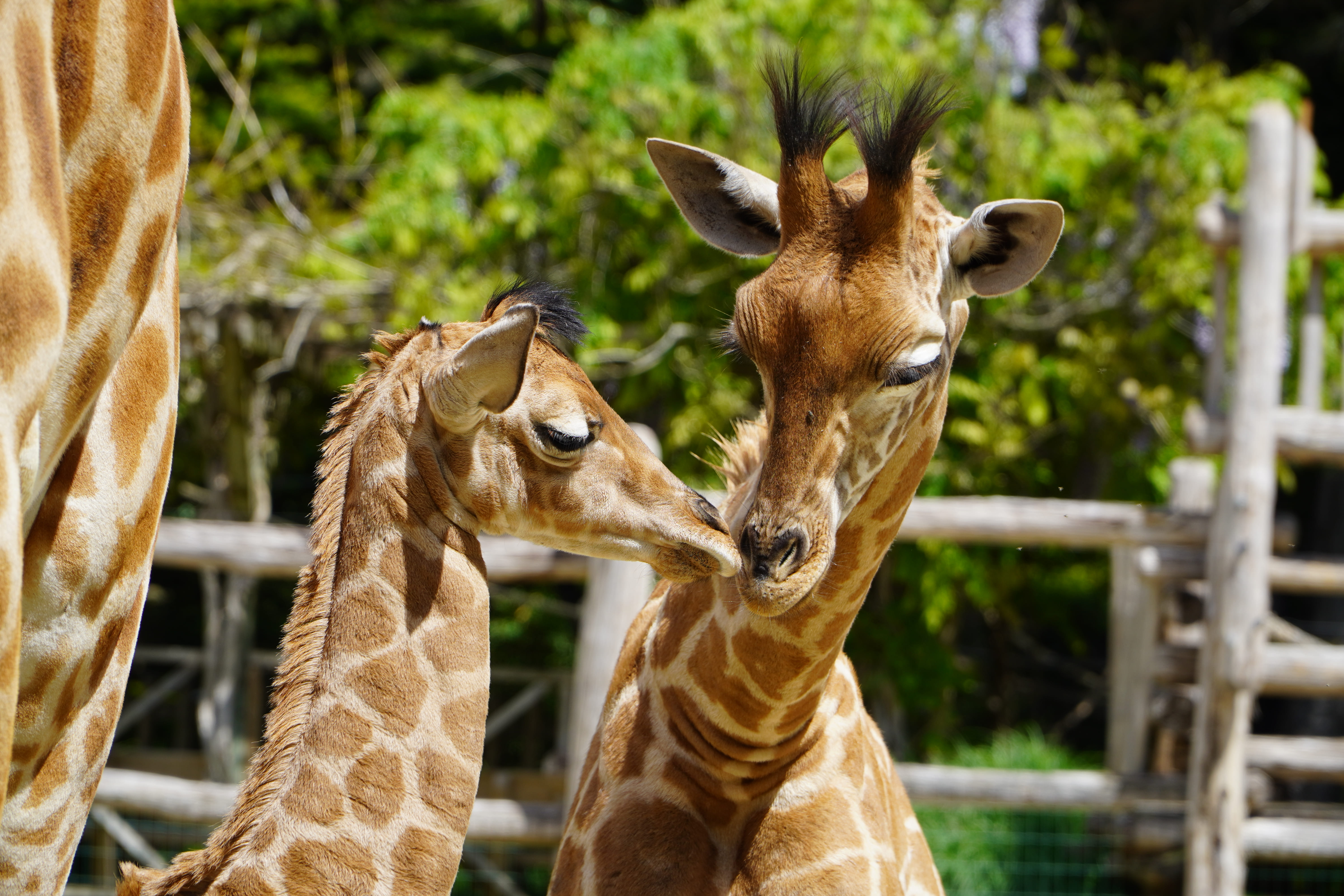 15h30 Goûter des girafes