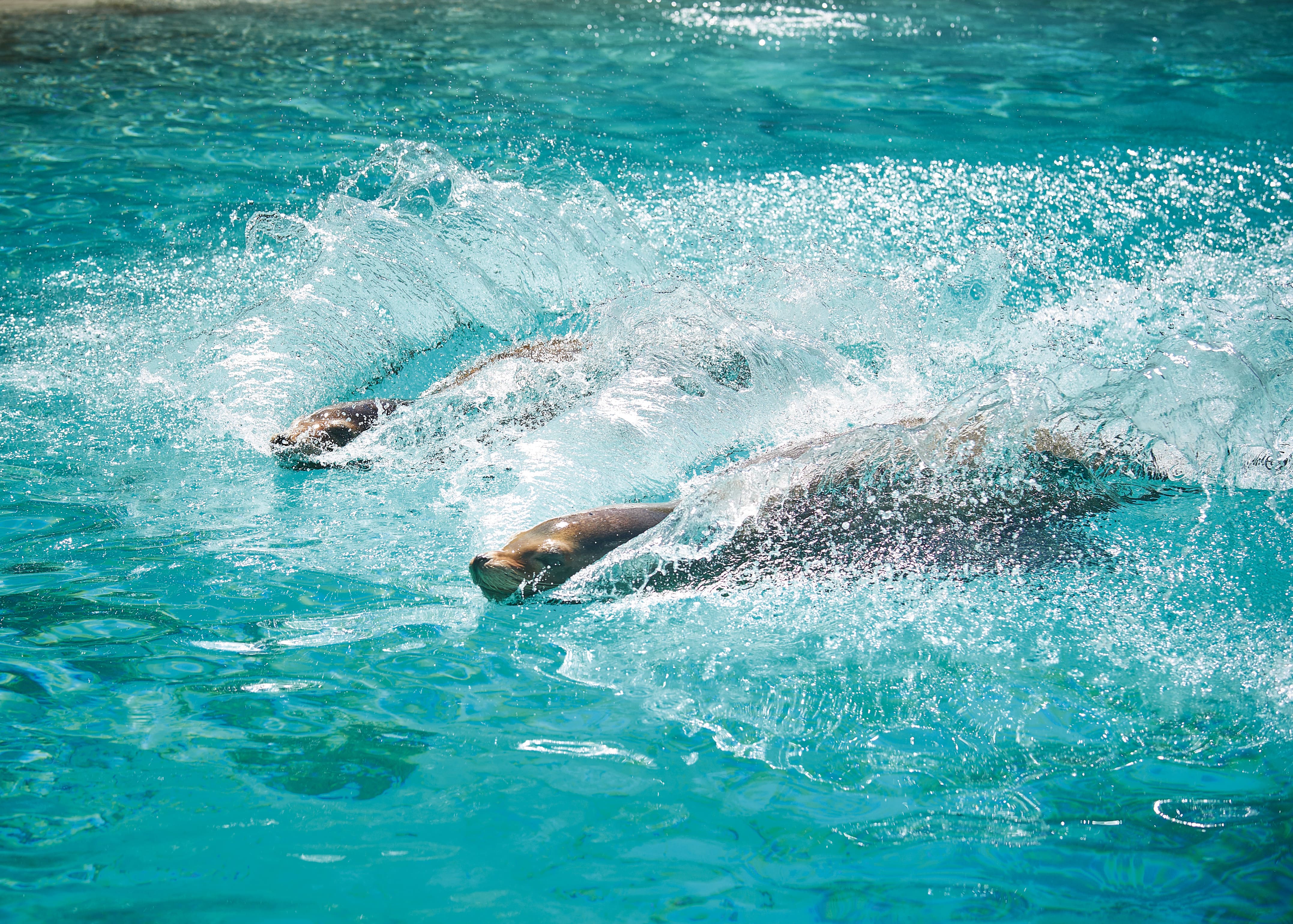 15h Nourrissage commenté des otaries de Californie