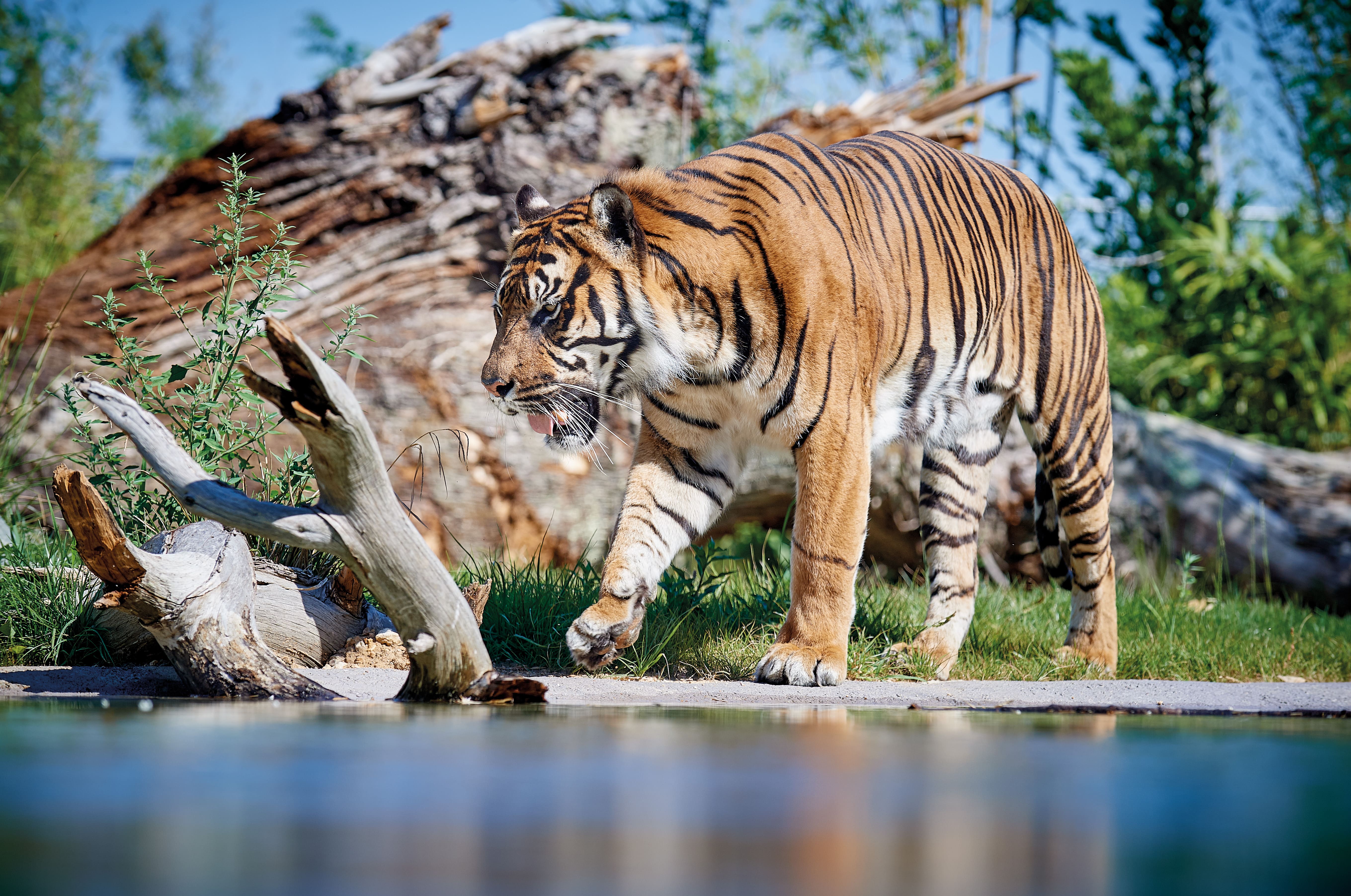 Rencontre avec les tigres de Sumatra
