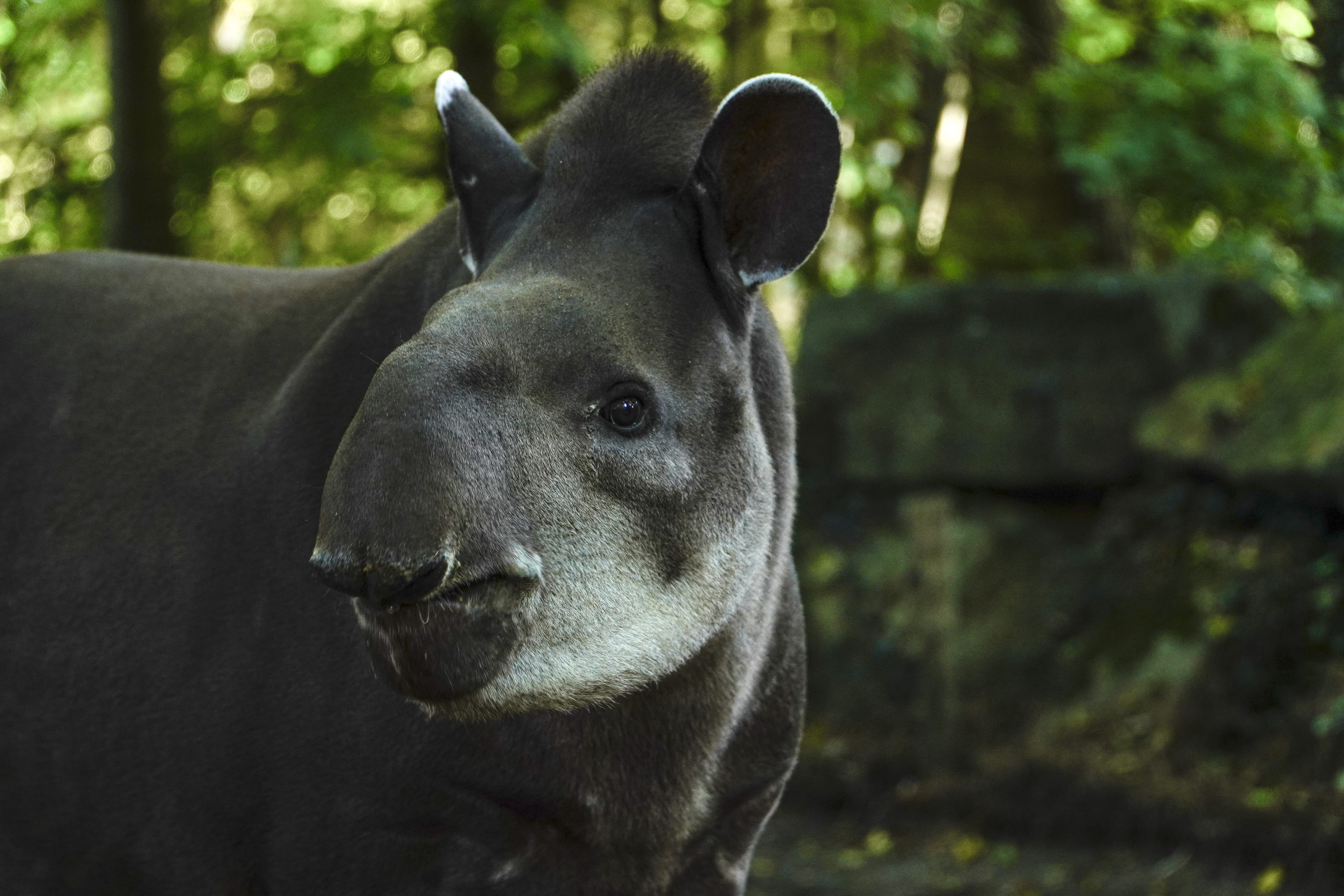 Tapir