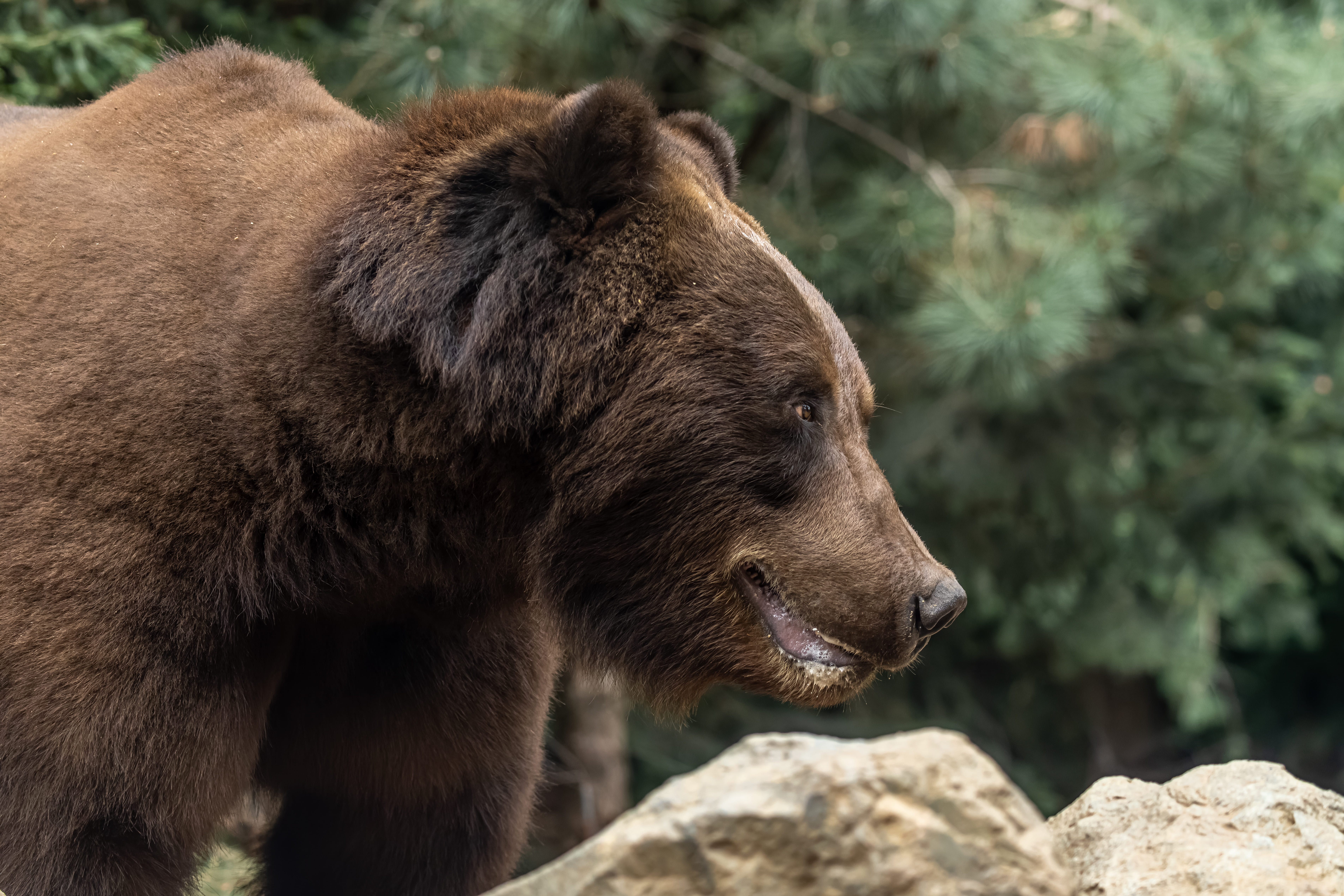 Grizzly du Kamchatka