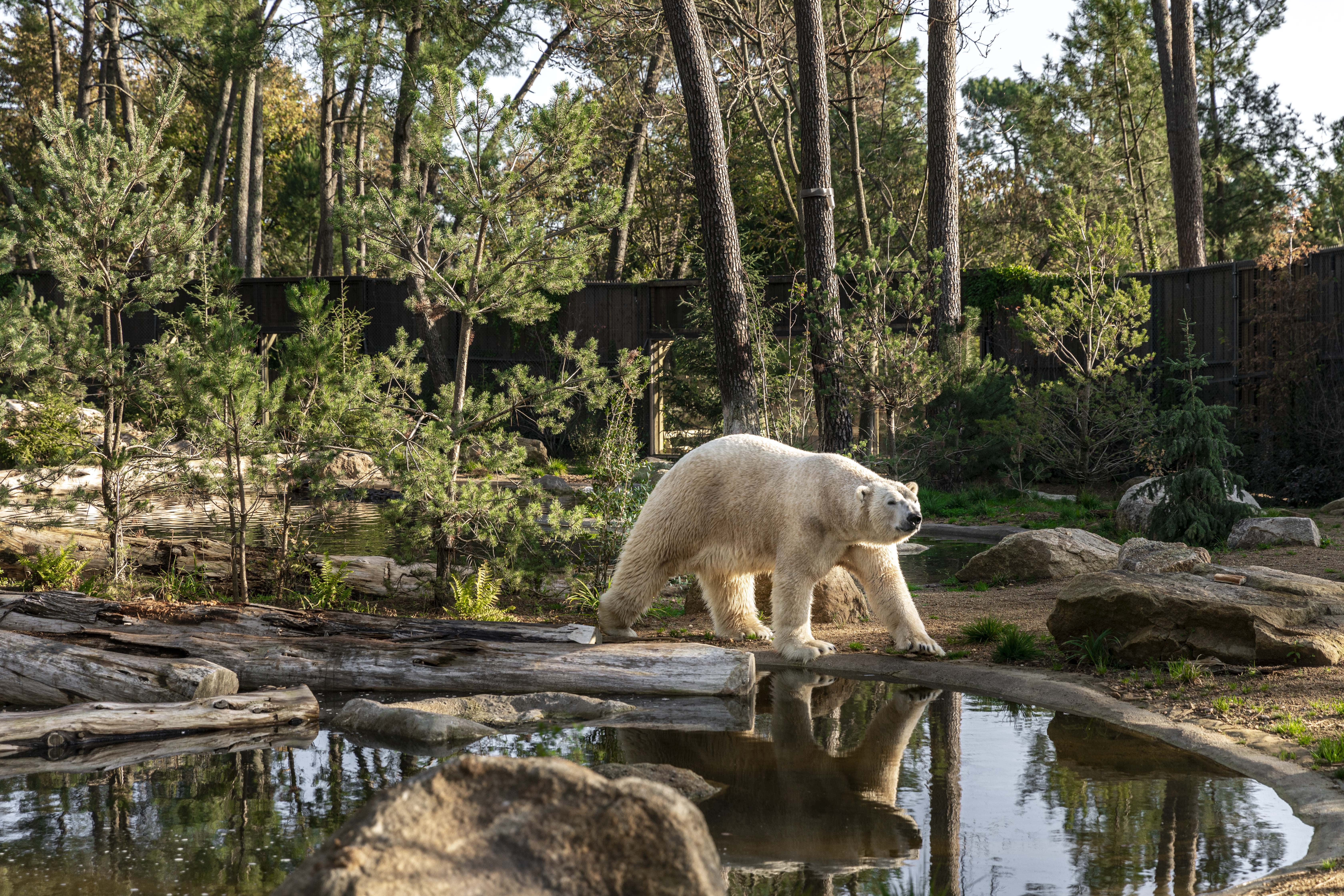 Zoo de la Flèche