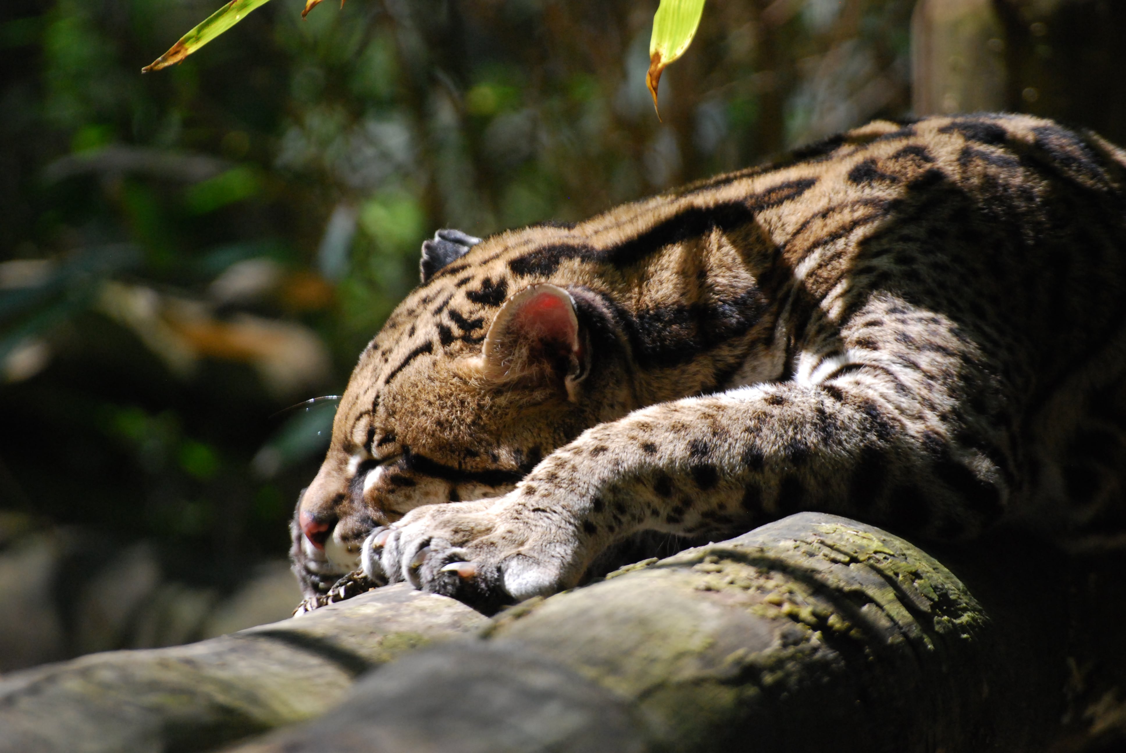 Ocelot