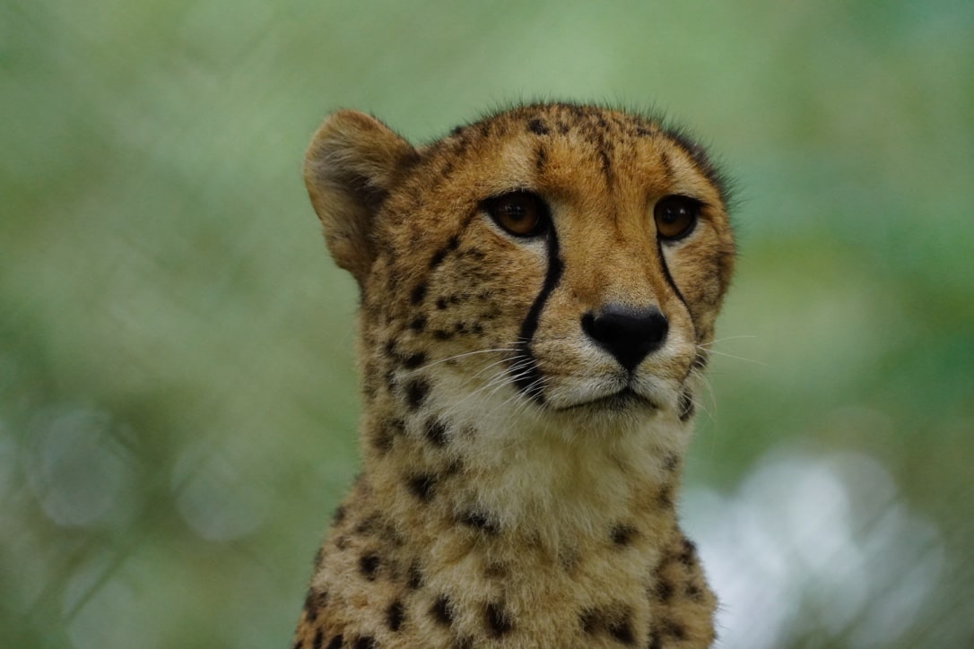 Guépard