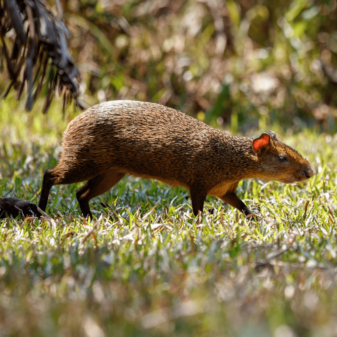 Agouti d'azara