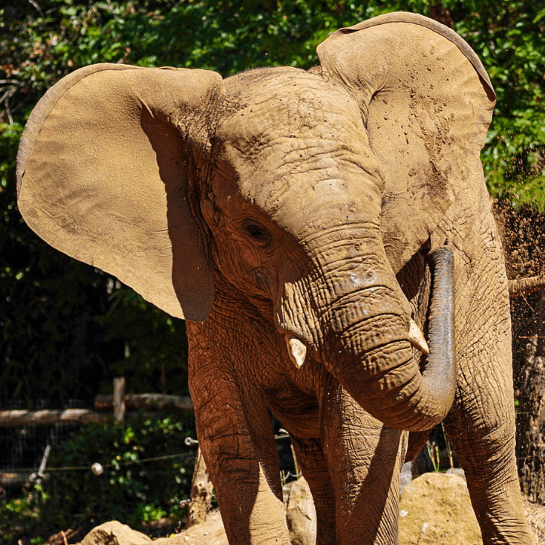 Éléphant d'Afrique