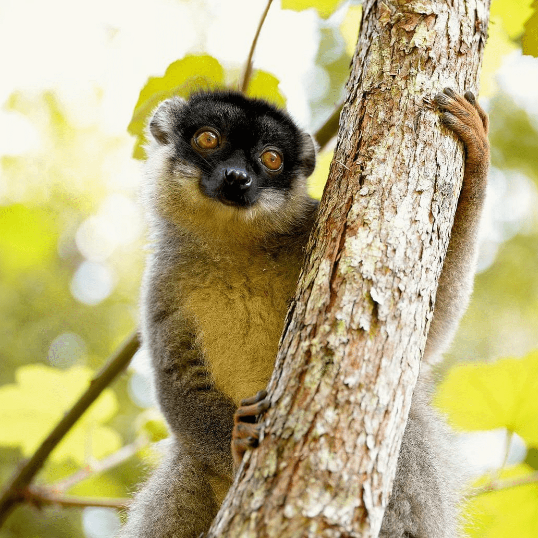 Zoo de la Flèche