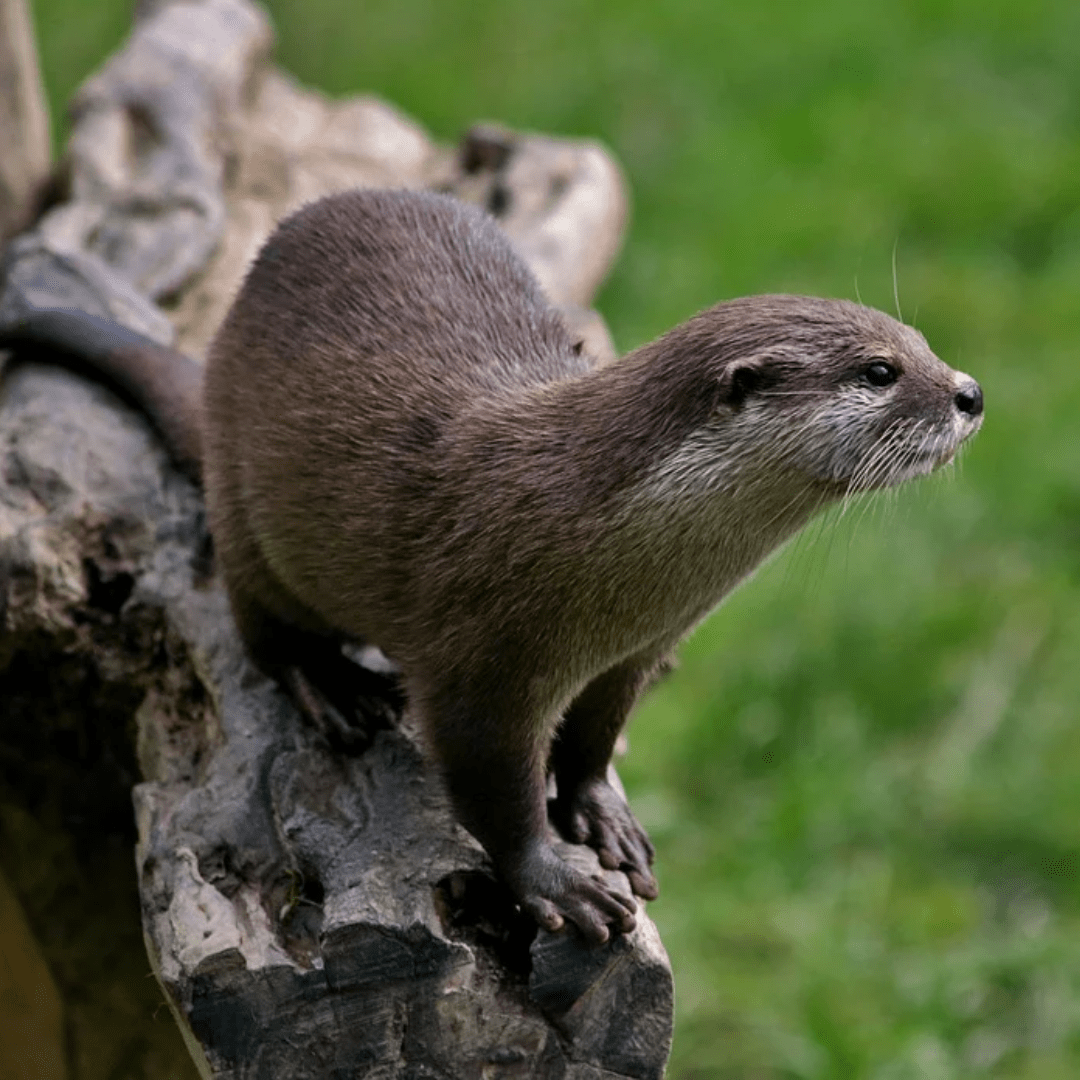 Loutre d'Asie