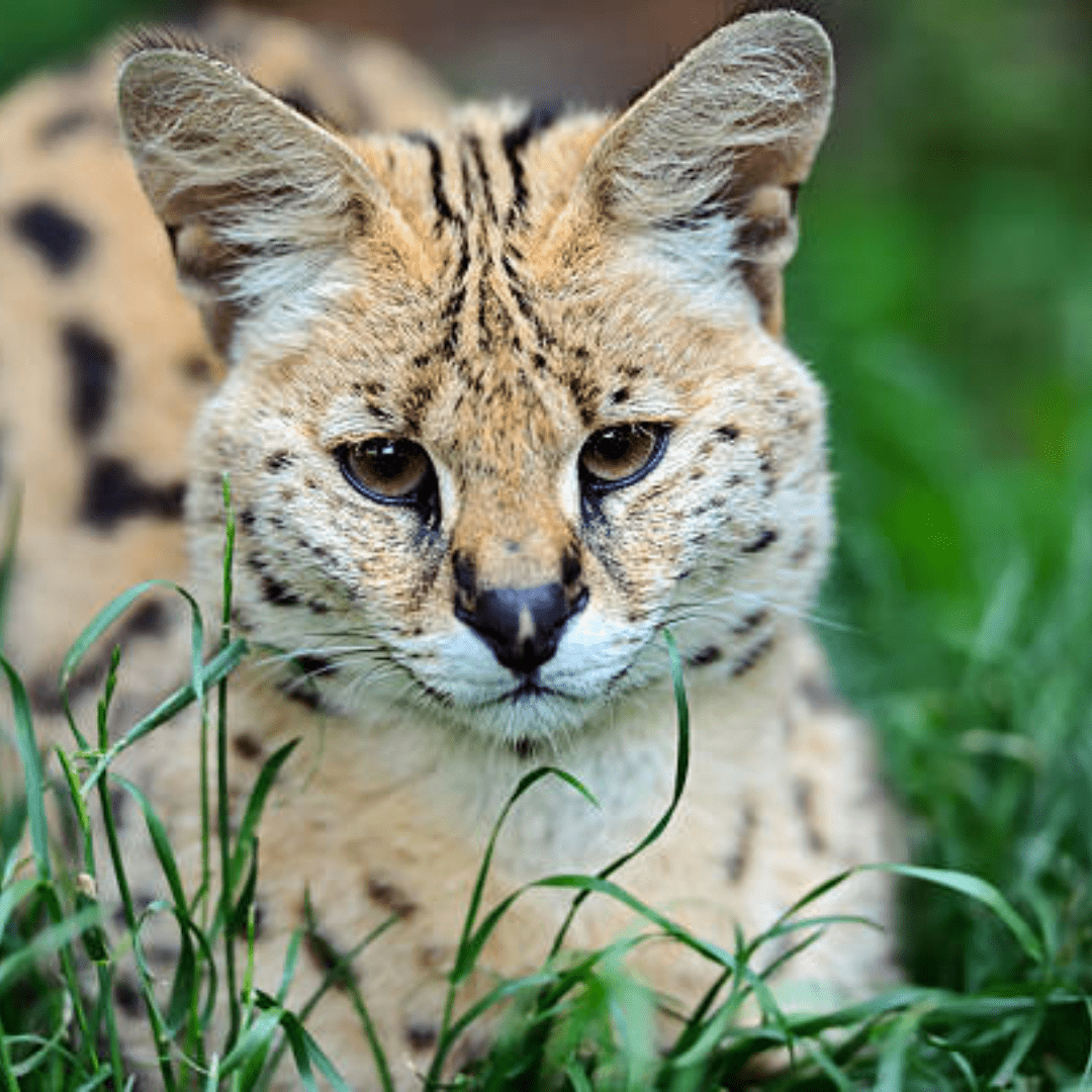 Serval