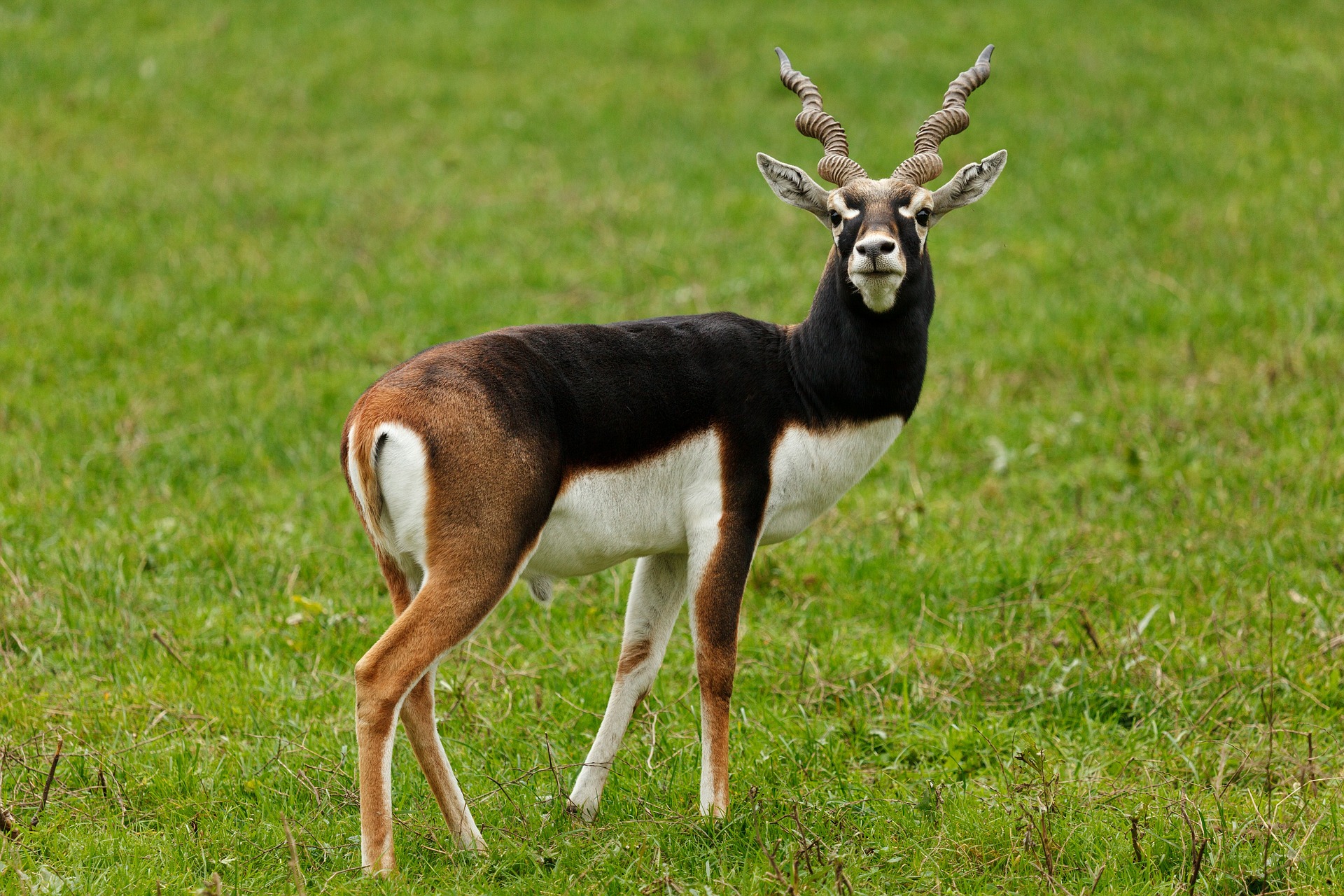Antilope cervicapre