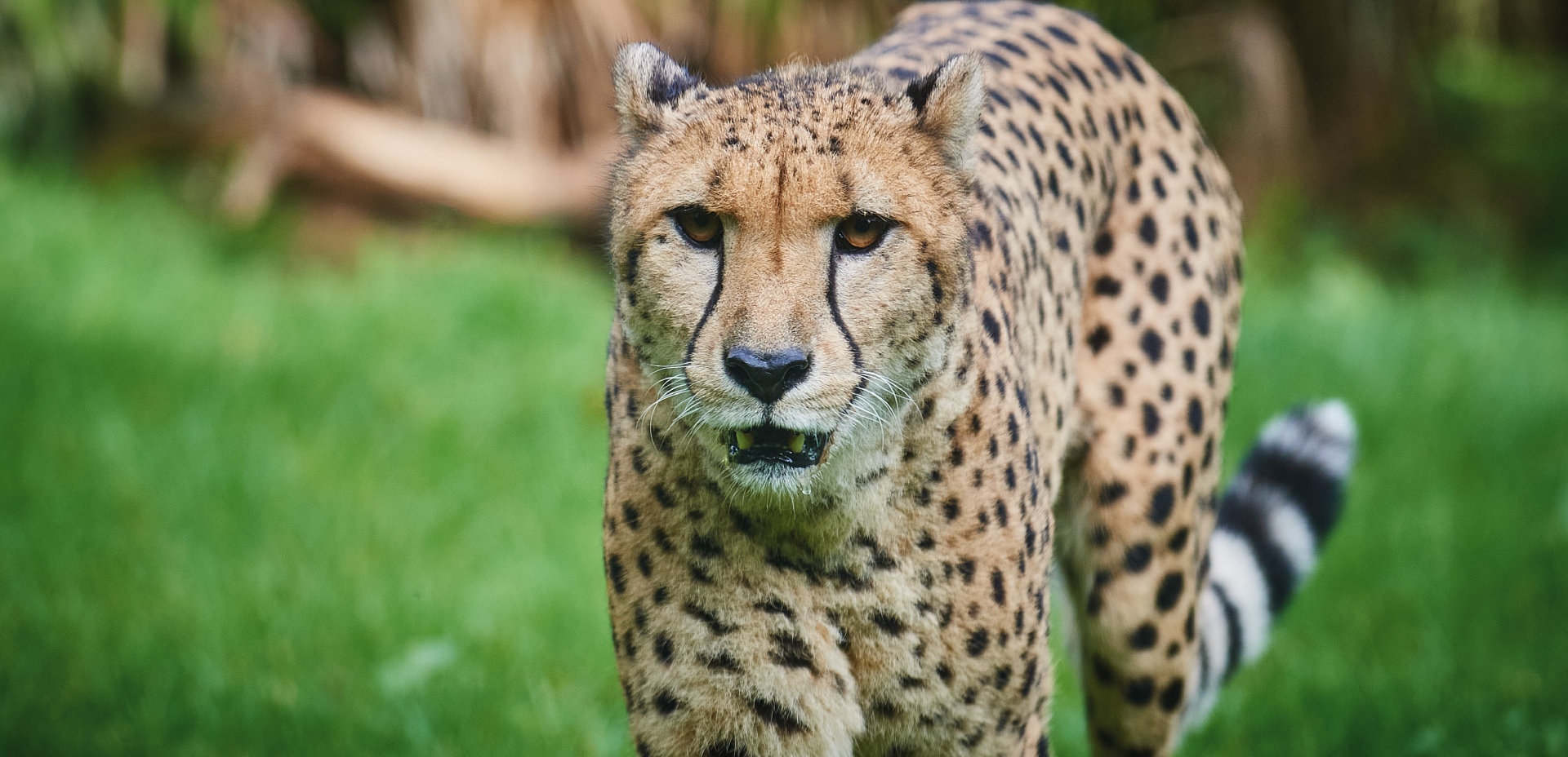 de l'Afrique