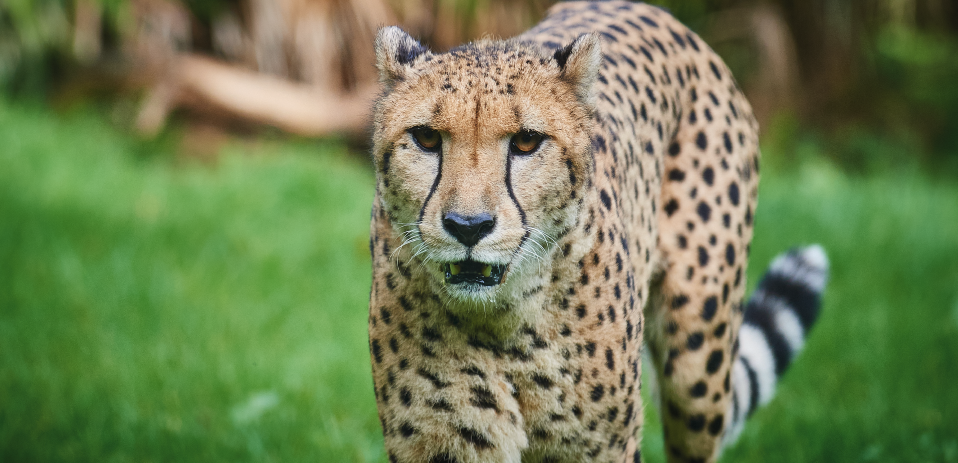 Zoo de la Flèche  Zoo de La Flèche