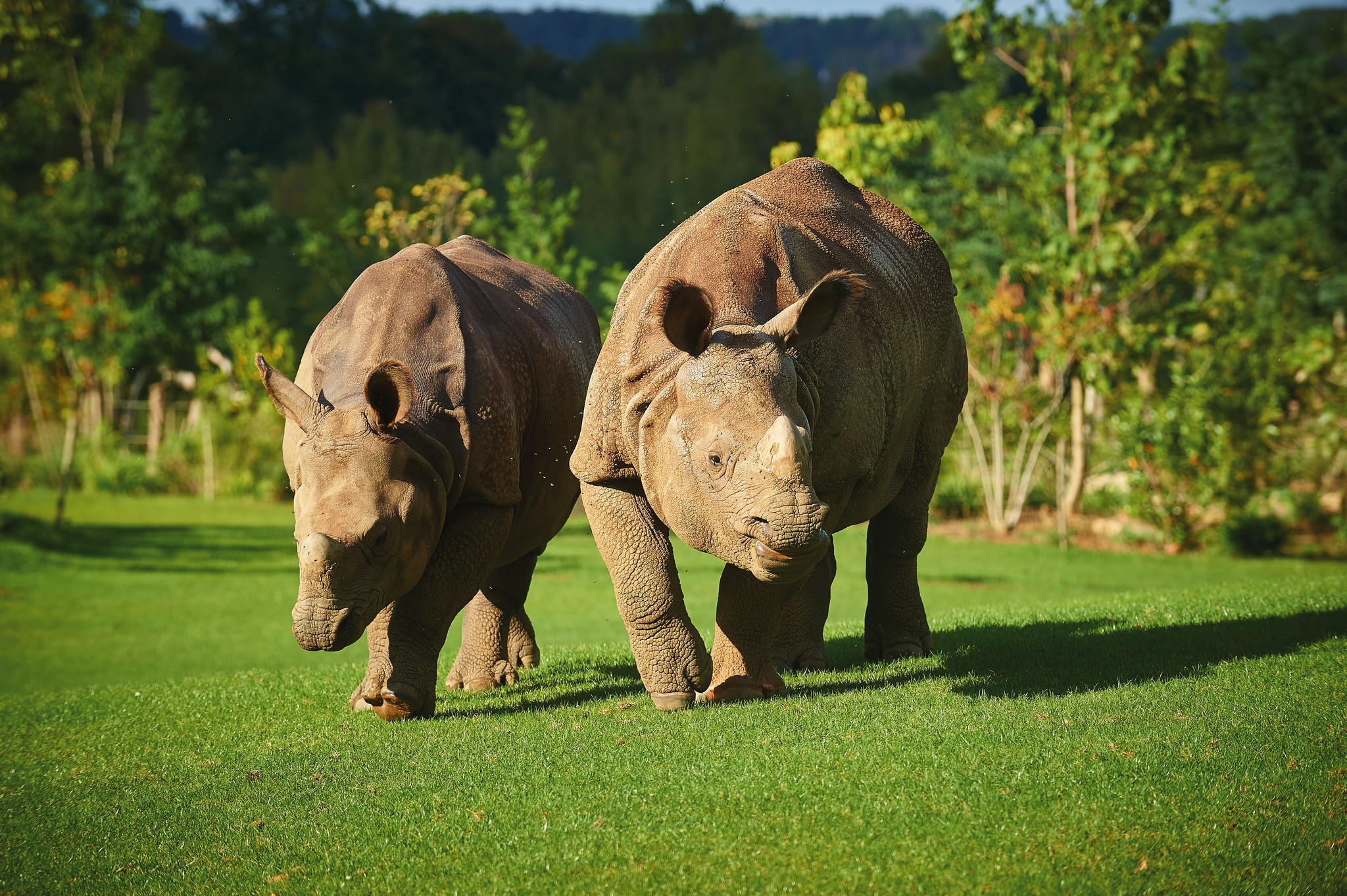 Rhinocéros indien