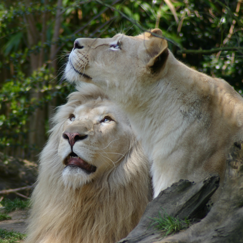 Lion blanc