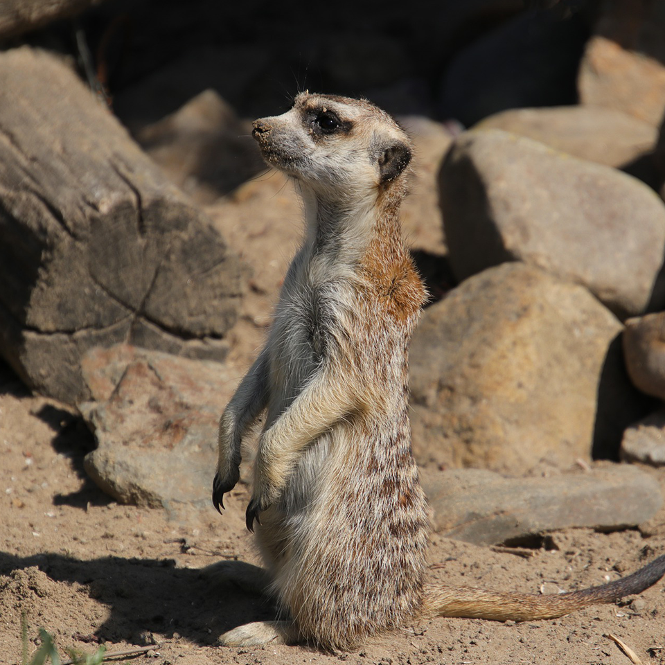 Suricate