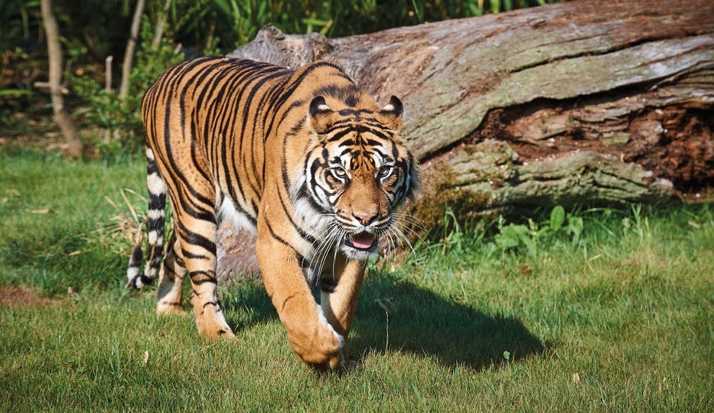 12h15 Echanges avec le soigneur des tigres de Sumatra