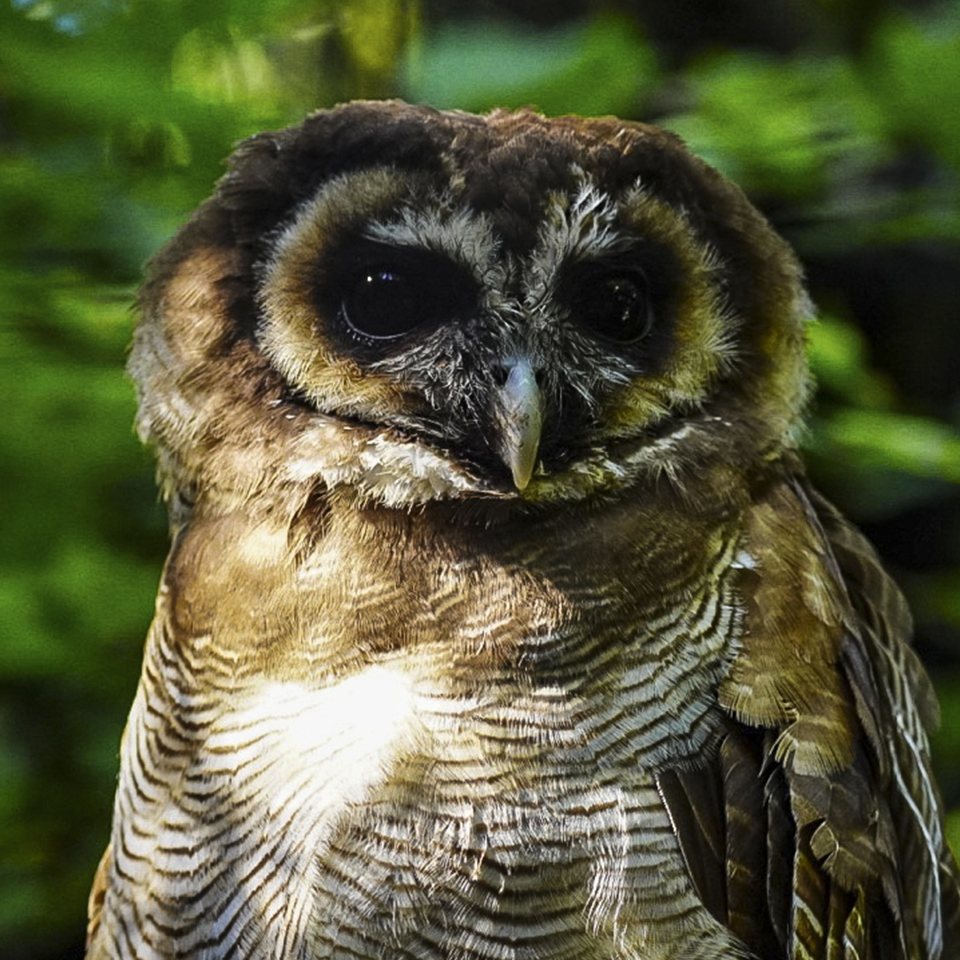 Zoo de la Flèche  Chouette leptogramme