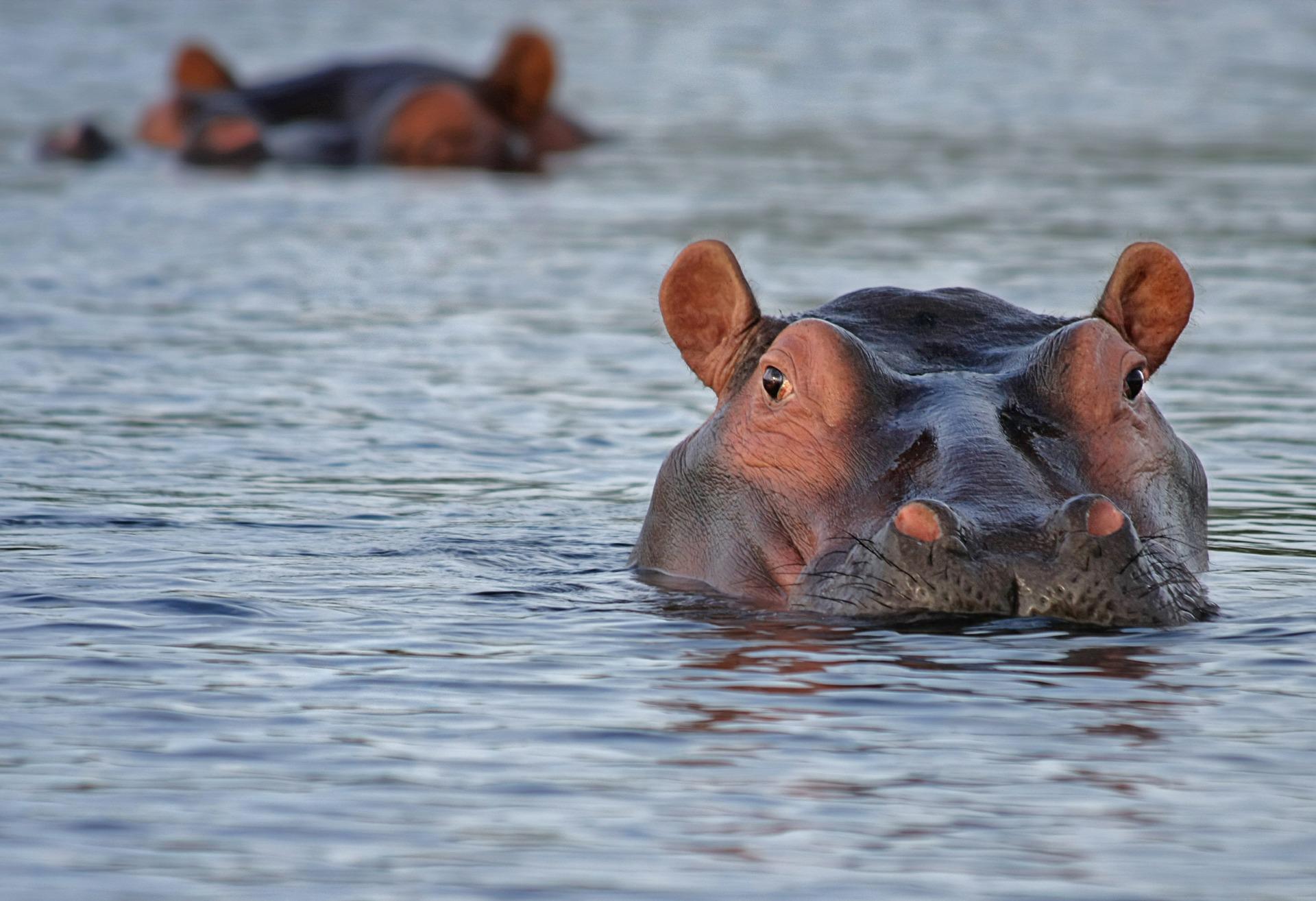 Goûter des hippopotames