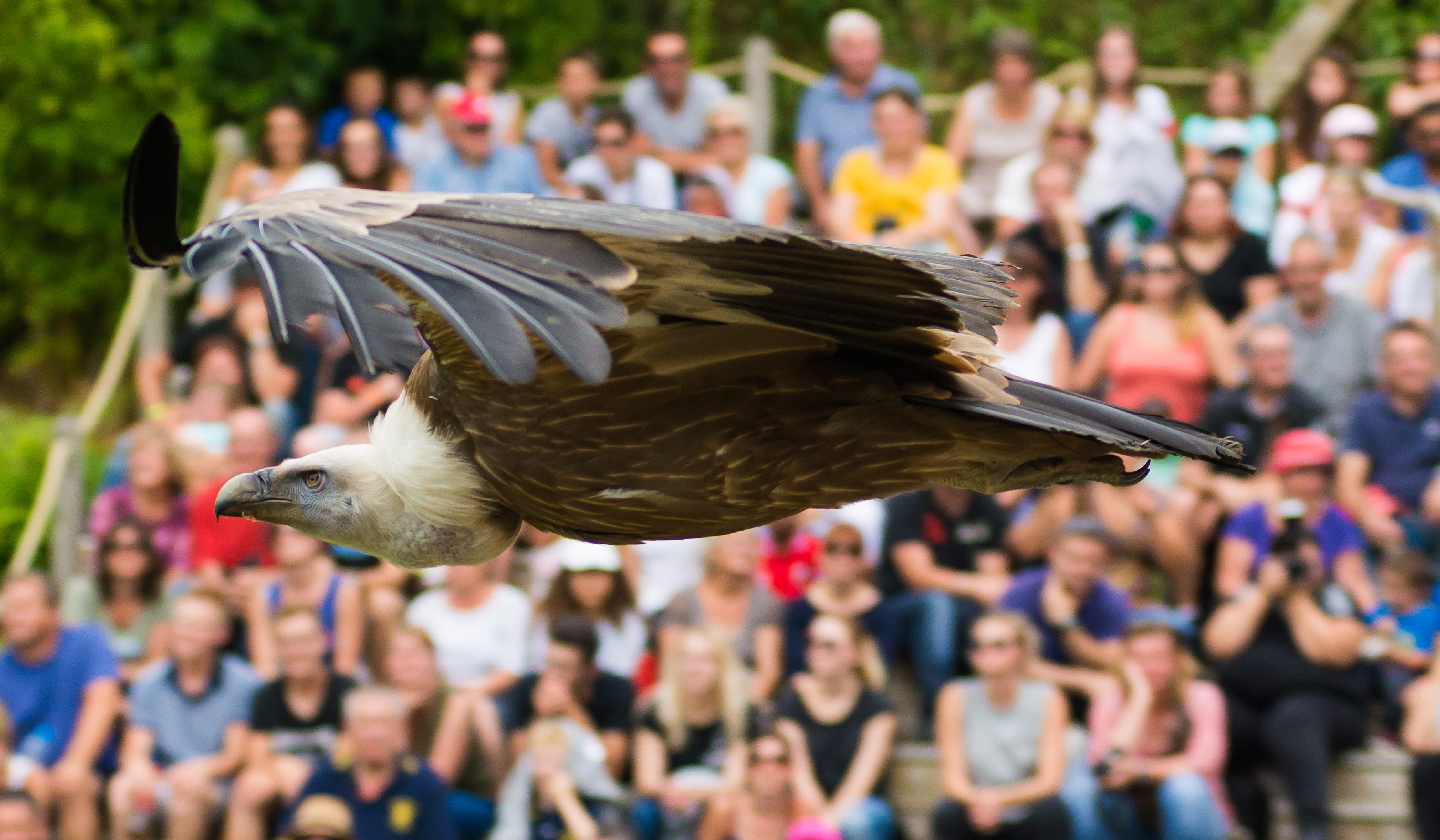 14h Présentation des oiseaux en vol libre